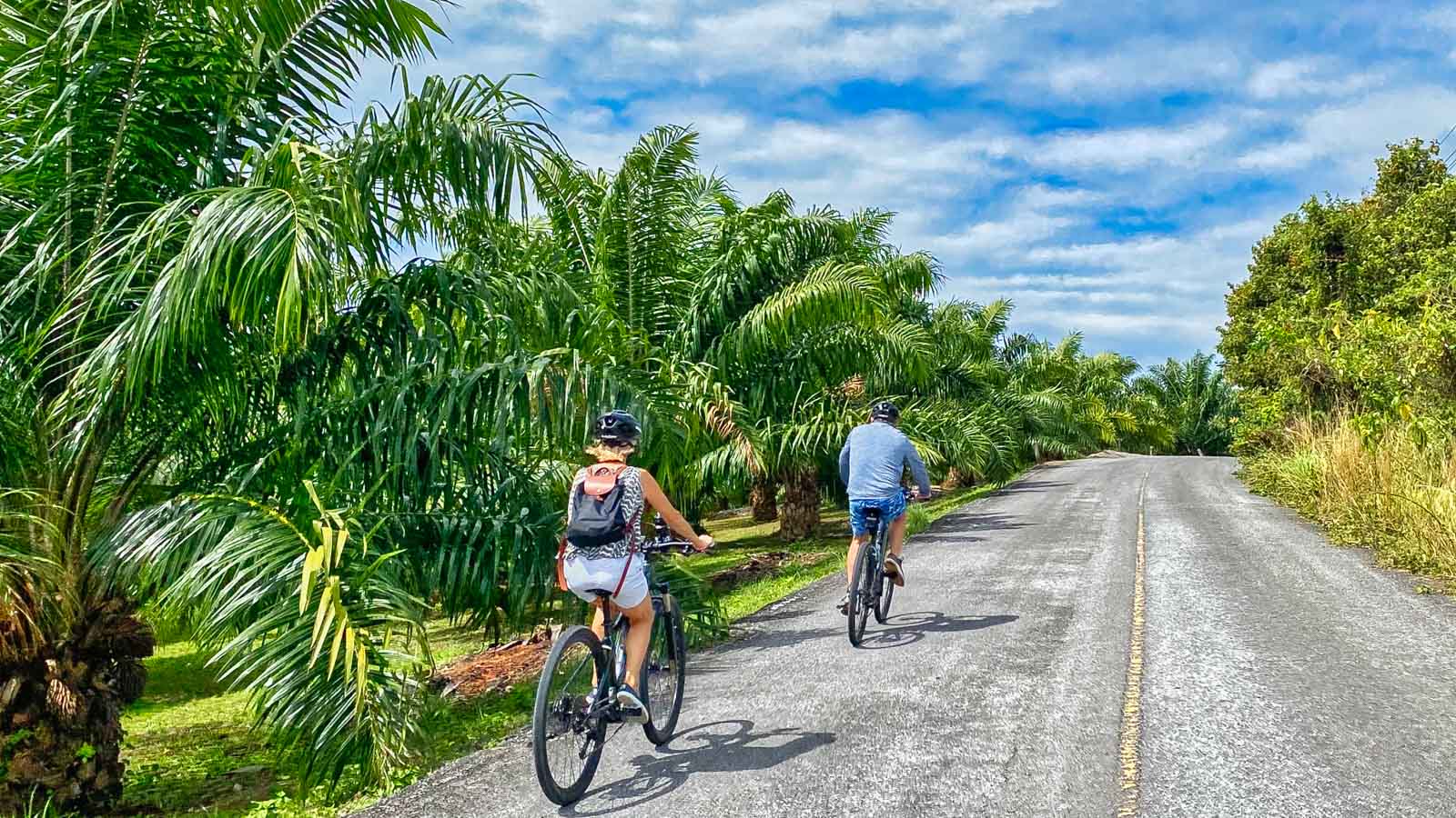 Cyclists riding through Palm tree plantation