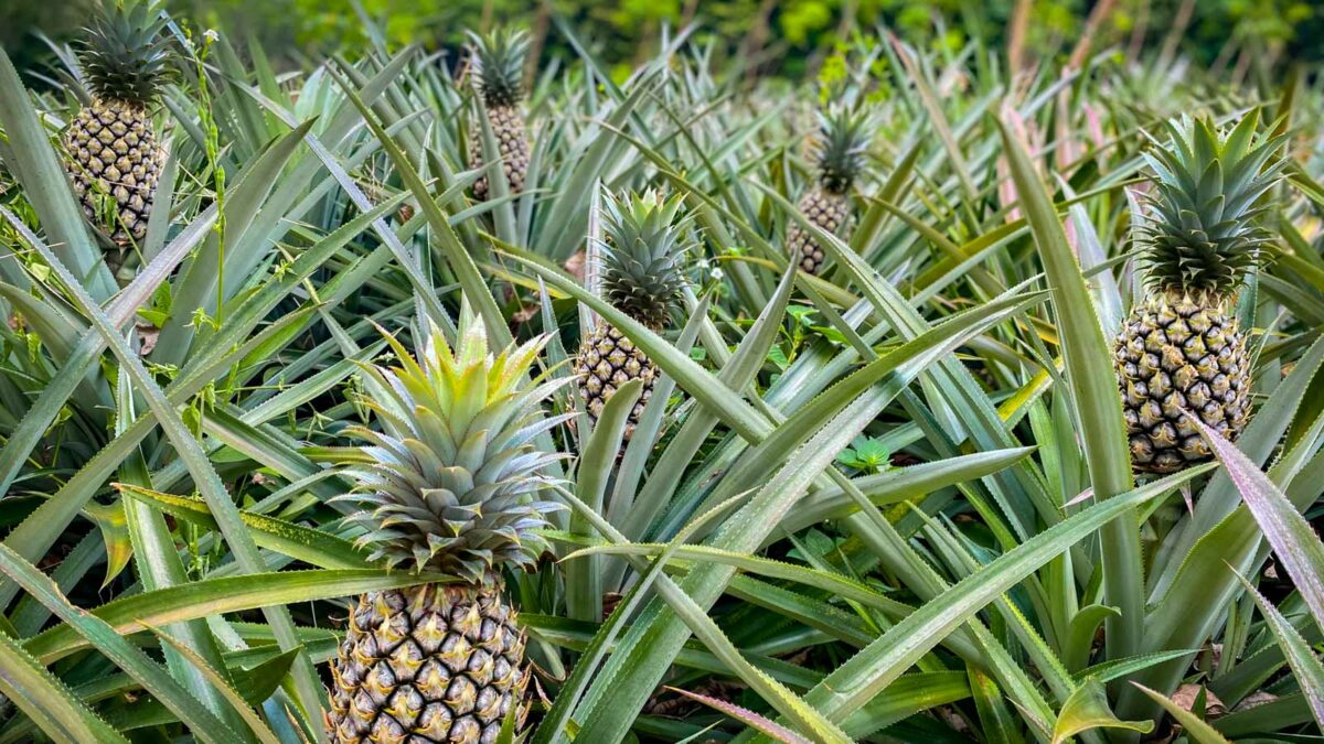 Pineapple fields in Phuket, Thailand