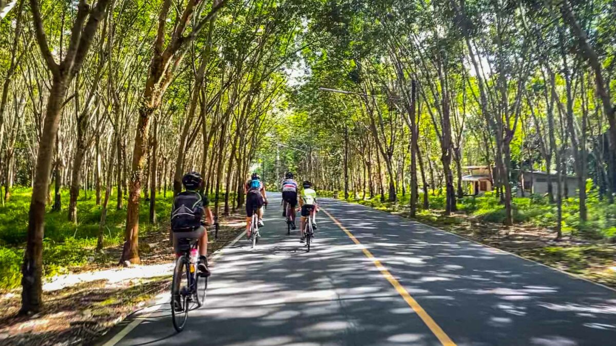 Riding through rubber tree plantation during Phuket bicycle tour