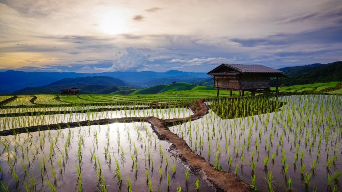 Thai rice fields