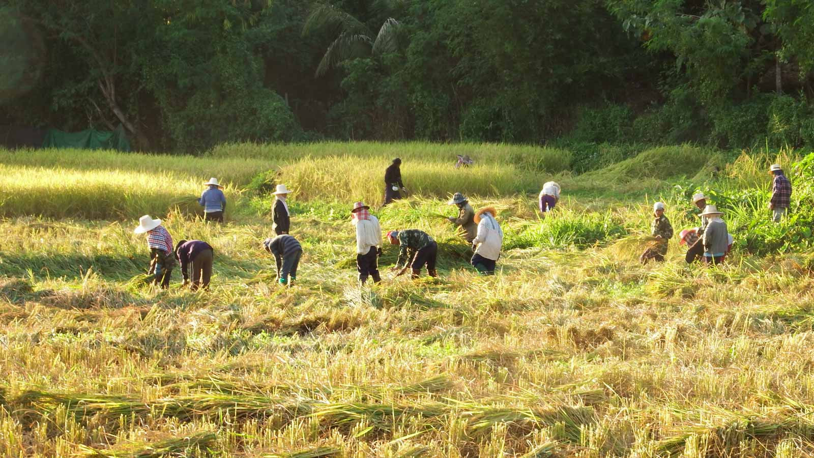 People working in rice fields in Thailand