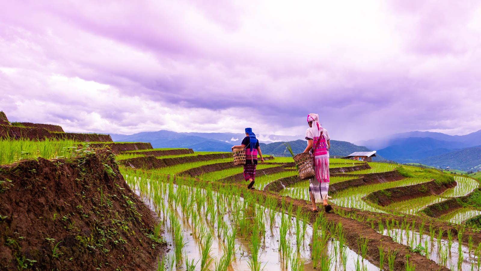 Thai rice fields