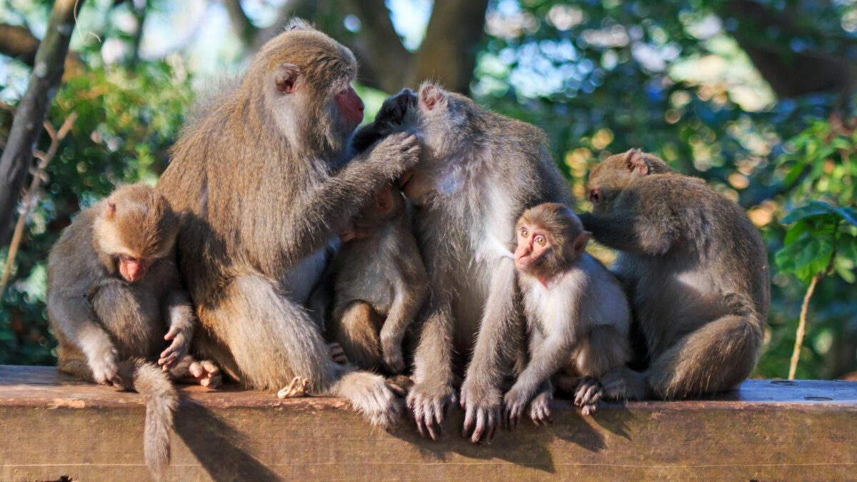 Family of monkeys in Taiwan