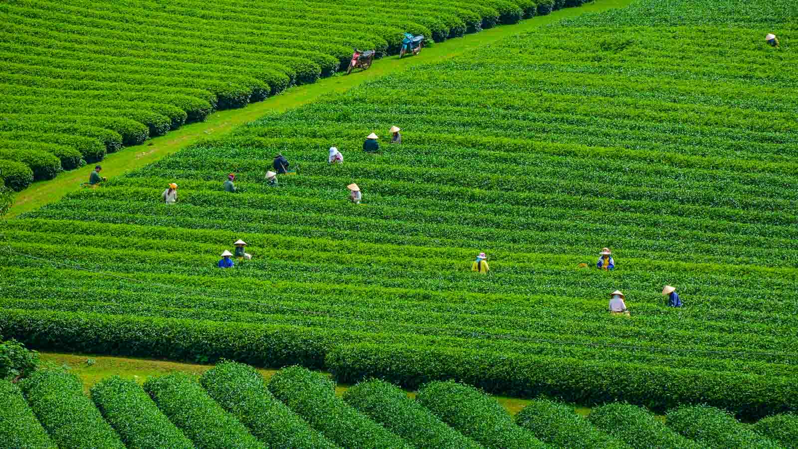 Farmers working in Vietnam