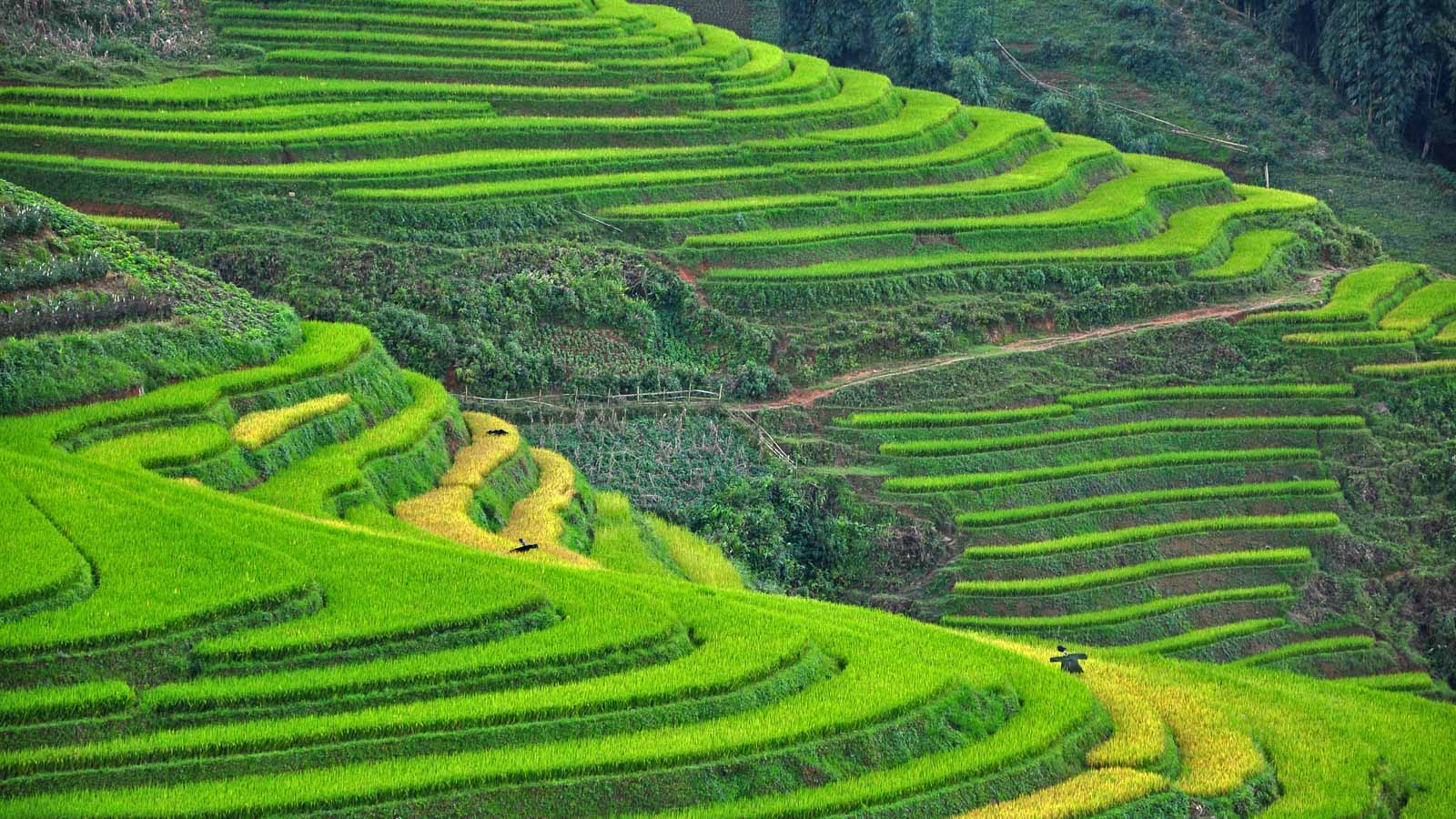 Vietnam terraced hillside