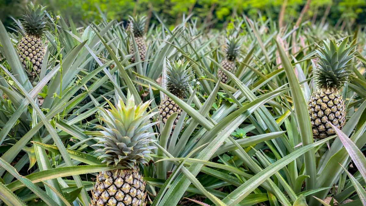 Pineapple plants in Thailand