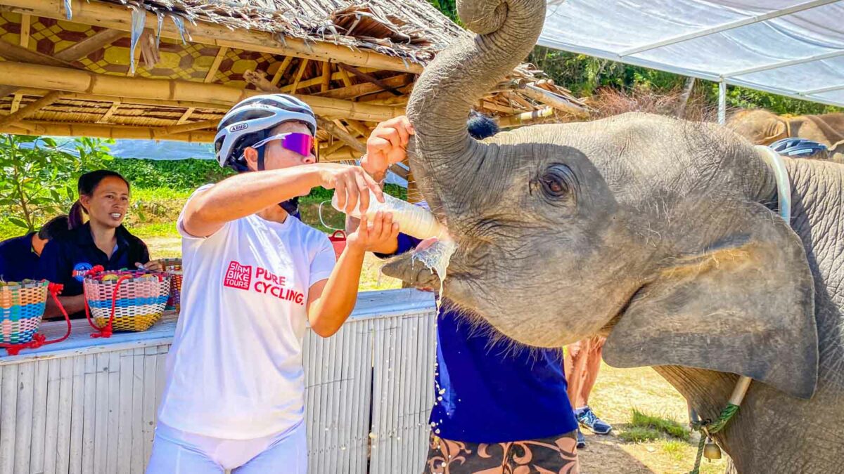 Cyclist feeding baby elephant at sanctuary in Thailand