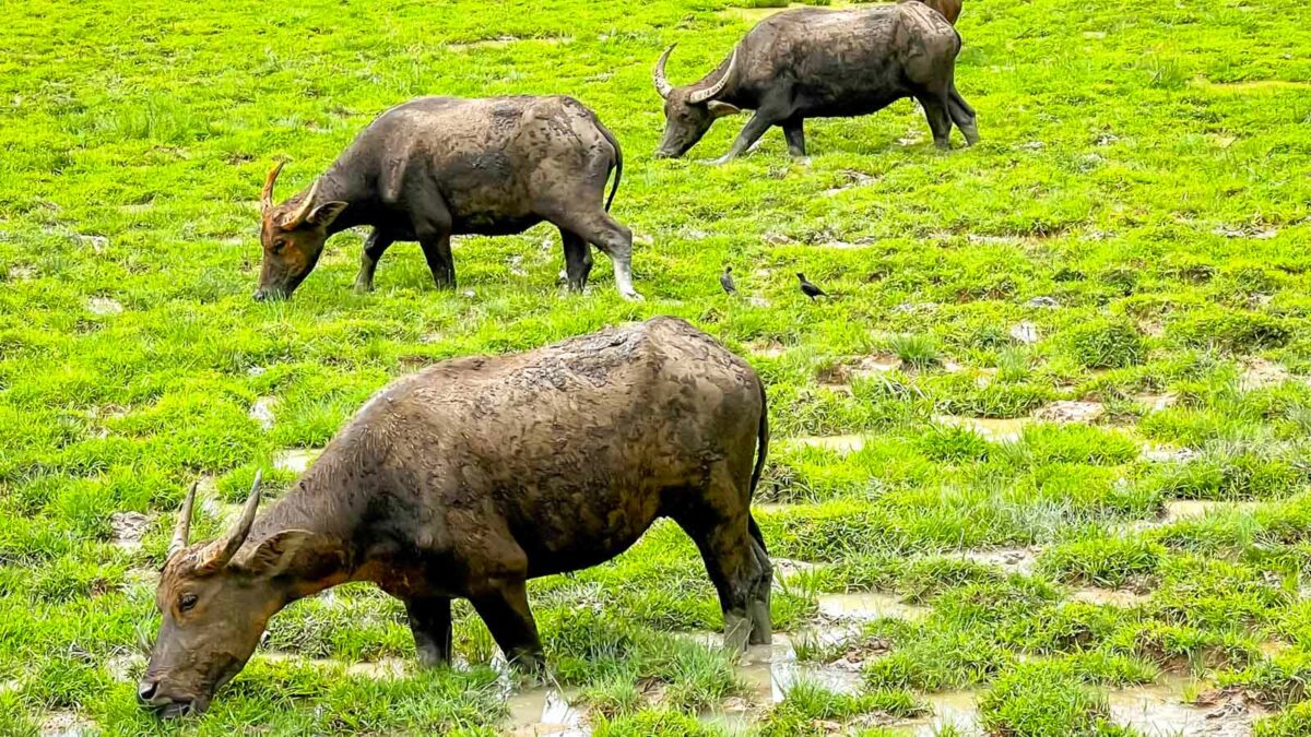 Water buffalo grazing in a field in Thailand