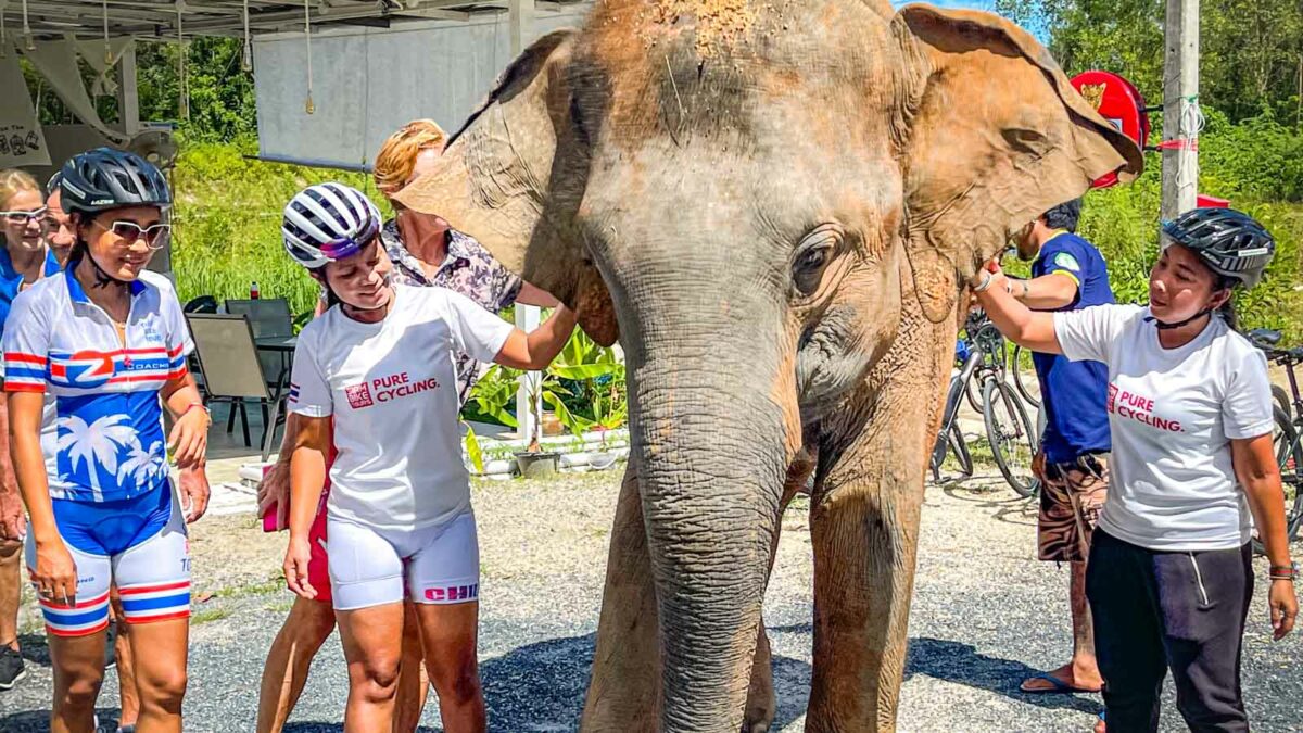 Cyclists petting an elephant in Phuket Thailand