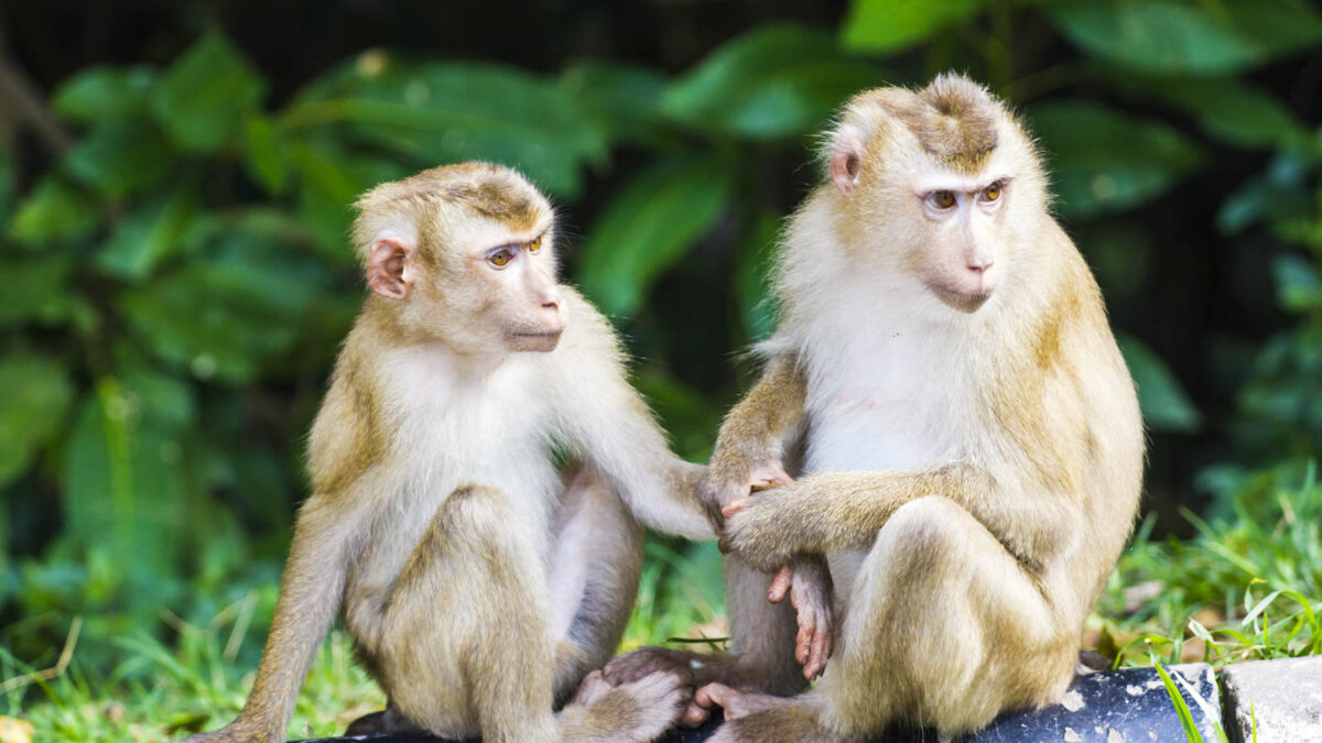 Monkeys in East Thailand