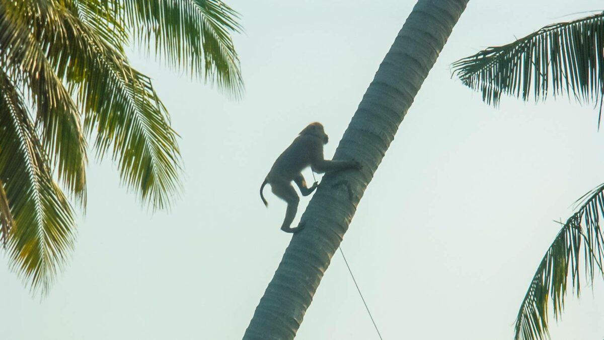 Monkey climbs palm tree in Thailand