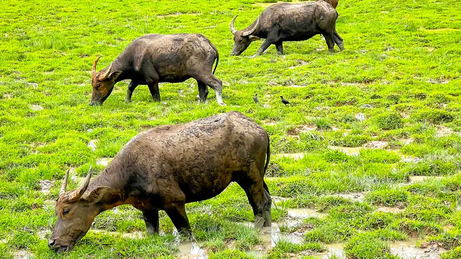 Water Buffalo grazing in Thailand
